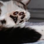O perigo pode estar nas patinhas: entenda o que é a pododermatite em cães e gatos