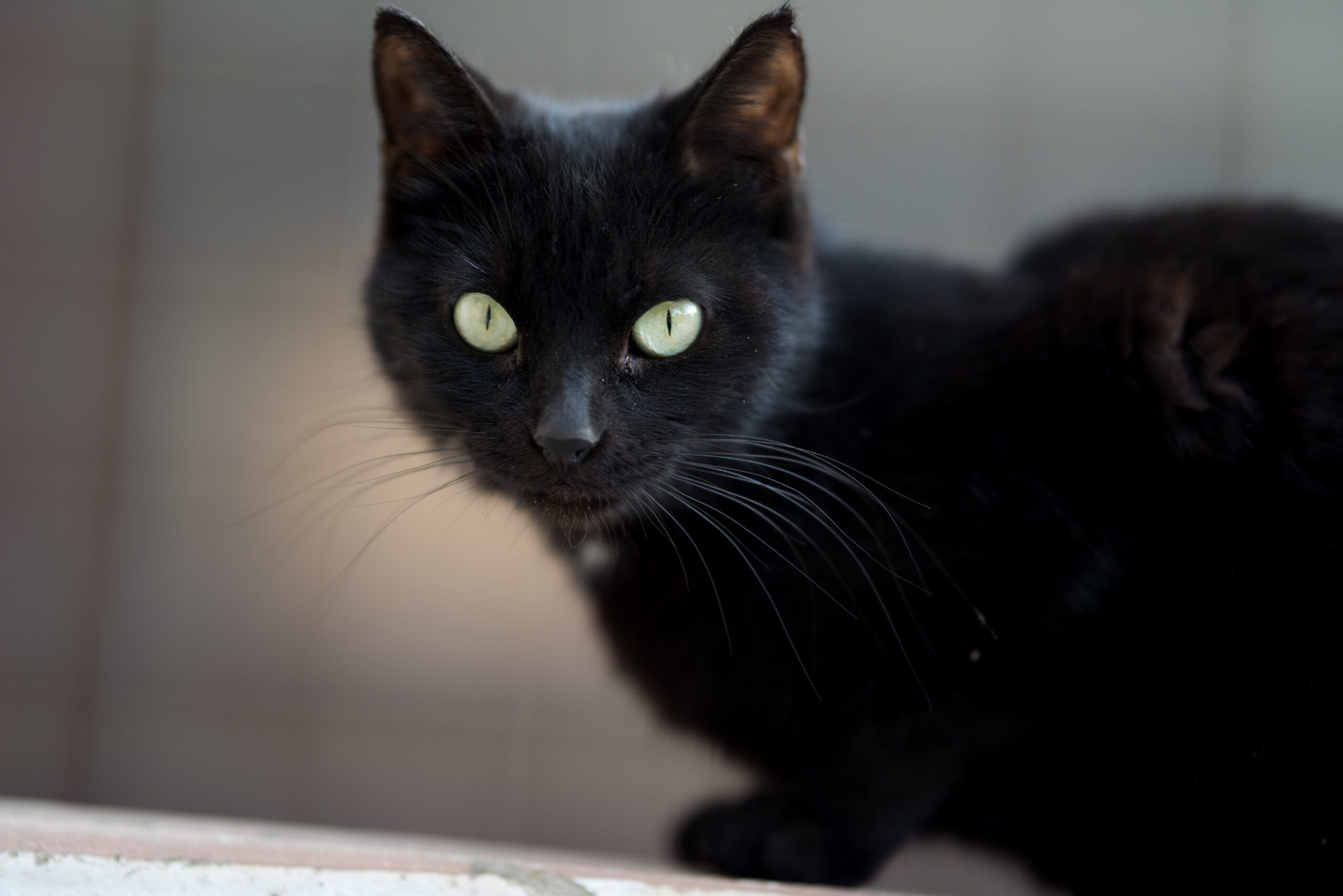 É verdade que cães gostam dos donos e gatos gostam da casa?