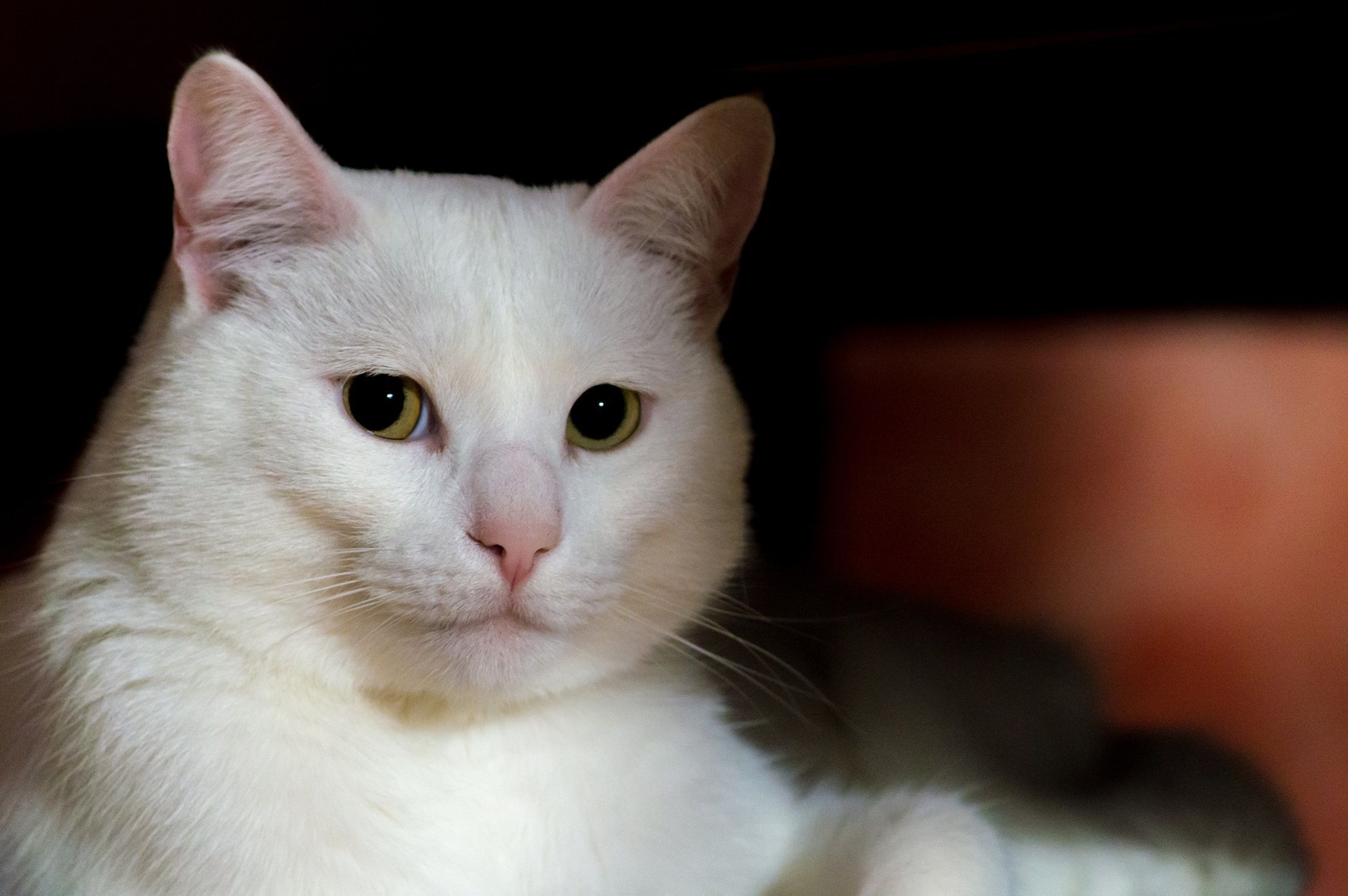 É baixo o risco de contrair toxoplasmose diretamente de um felino doméstico