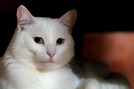 Embora os felinos sejam hospedeiros definitivos deste parasita, a transmissão direta dos gatos para os humanos é rara