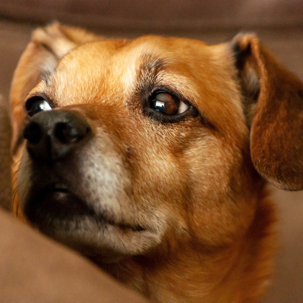 Homem leva cachorro para dar banho em lava a jato e é denunciado por maus-tratos na Itália