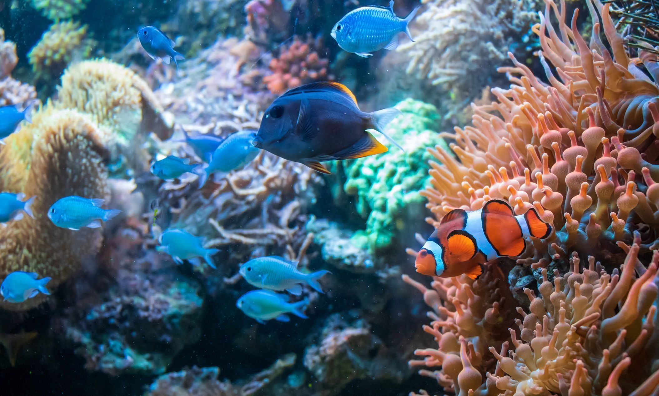 Aquário sujo: 4 cuidados simples ajudam a manter a água limpa sem muito trabalho