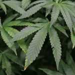 Uso de maconha na adolescência e traumas infantis elevam risco de psicose, diz estudo