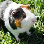 Saiba por que porquinhos-da-índia não devem ser criados sozinhos