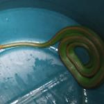 Cobra Cipó 'escondida' dentro de casa é captura pelos bombeiros em São João del-Rei; veja imagens  