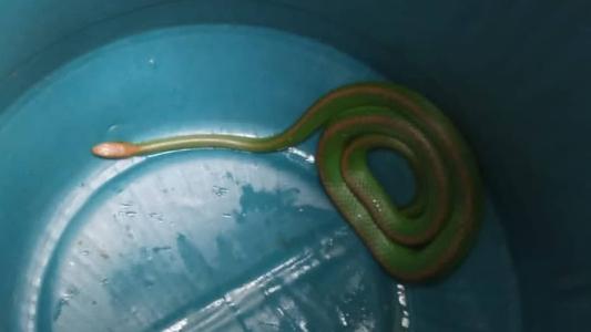 Cobra Cipó estava dentro de casa no interior de Minas