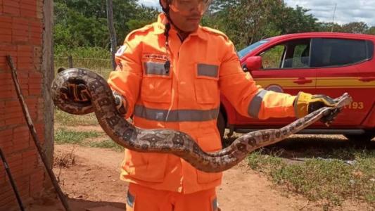 Jiboia foi capturada pelos bombeiros em Janaúba