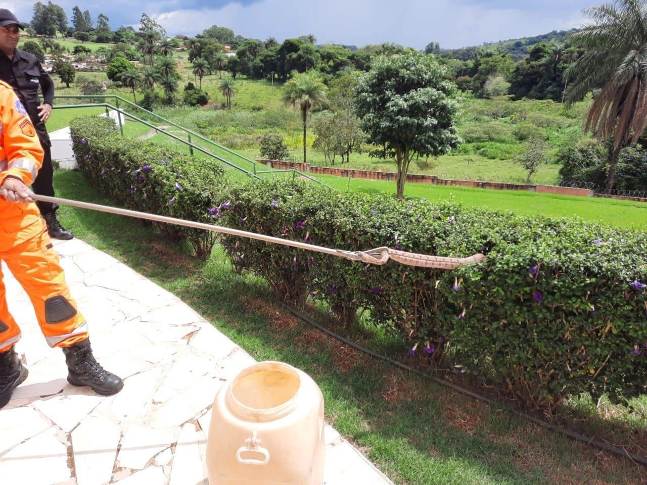 MG: jiboia é encontrada em área de piscina em condomínio; veja imagens