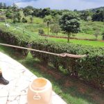 MG: jiboia é encontrada em área de piscina em condomínio; veja imagens