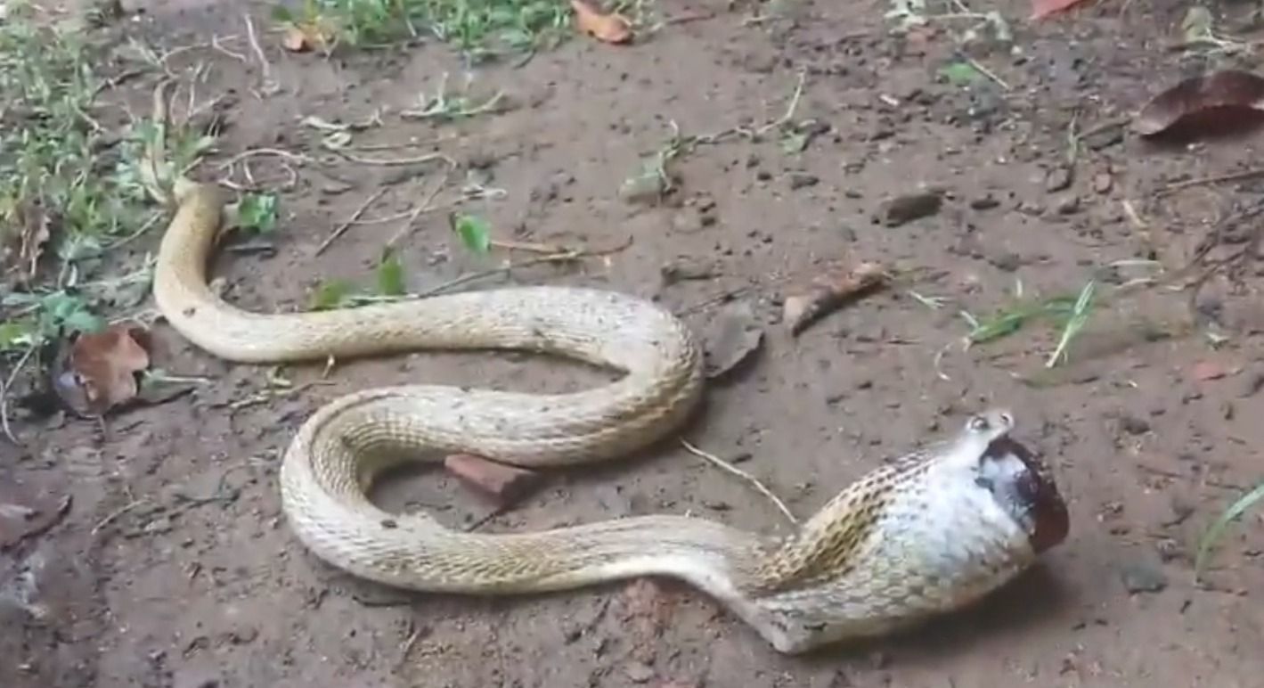 Cobra naja se engasga ao tentar engolir vidro de xarope para tosse