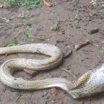 Cobra naja se engasga ao tentar engolir vidro de xarope para tosse