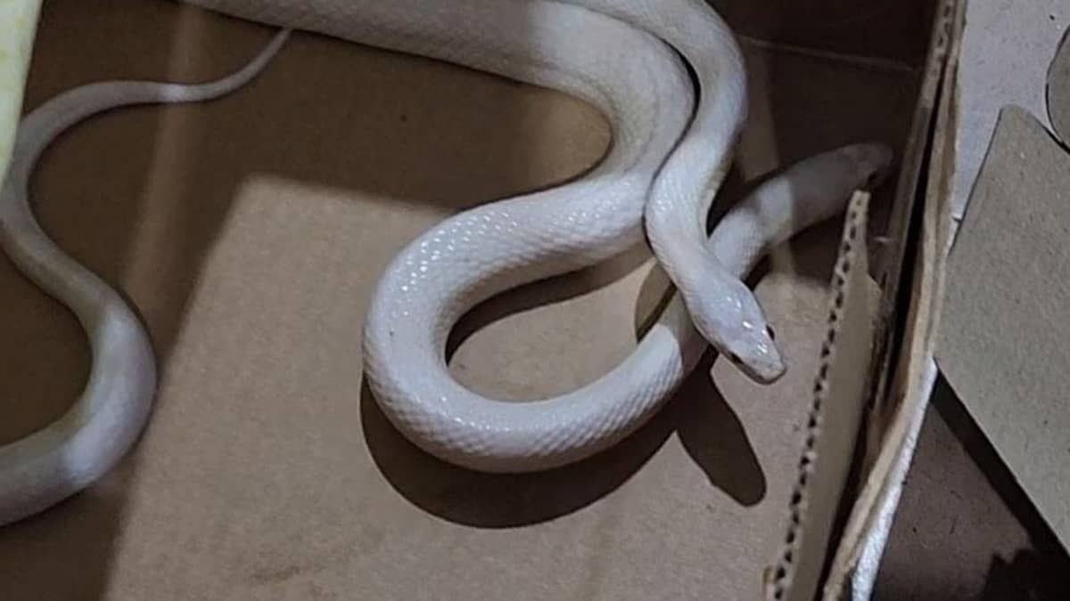 Homem é flagrado com seis animais silvestres em caixas no interior de Minas; veja fotos