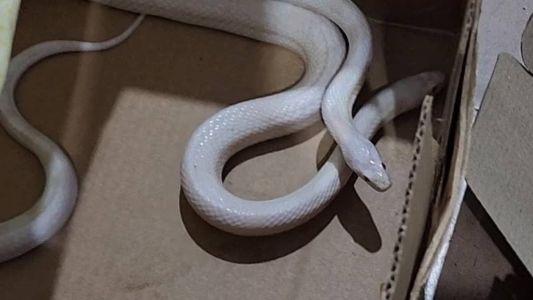 Cobra está entre os animais encontrados pela Polícia Civil no interior de Minas