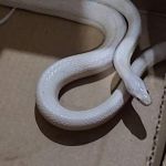 Homem é flagrado com seis animais silvestres em caixas no interior de Minas; veja fotos