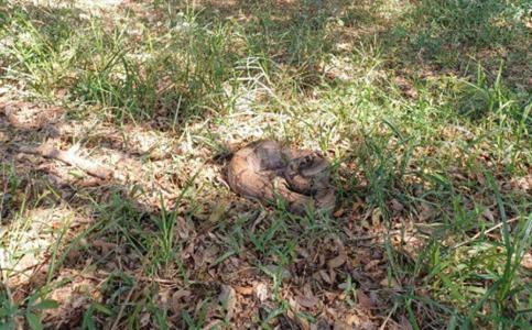 Foto mostra cobra encontrada em galinheiro em Formiga (MG)