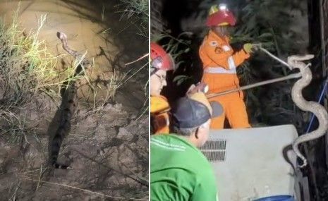 Vídeo: cobra com mais de 1 metro é encontrada em local inusitado em MG