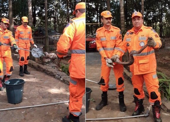 Cobra de 1 metro é encontrada dentro de casa em Unaí, interior de Minas