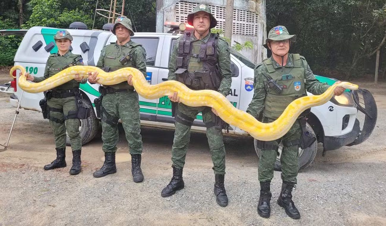 Píton albina da Ásia é achada em chácara onde quatro jovens foram mortos em Alagoas