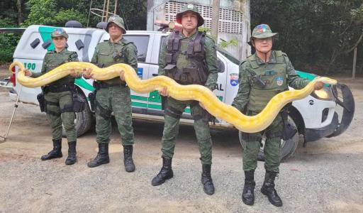 Foto mostra agentes do Batalhão de Polícia Ambiental do Alagoas com cobra píton albina
