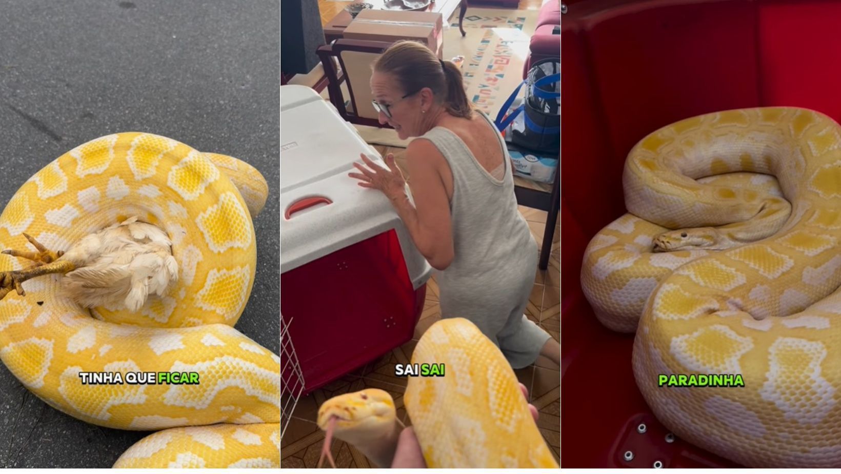 Vídeo: biólogo leva cobra píton de 3 metros para casa, assusta mãe e vídeo viraliza