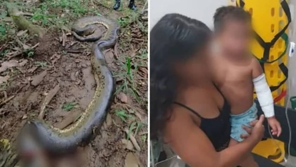 Menino de 2 anos é atacado por sucuri de 6 metros às margens de rio em Goiás