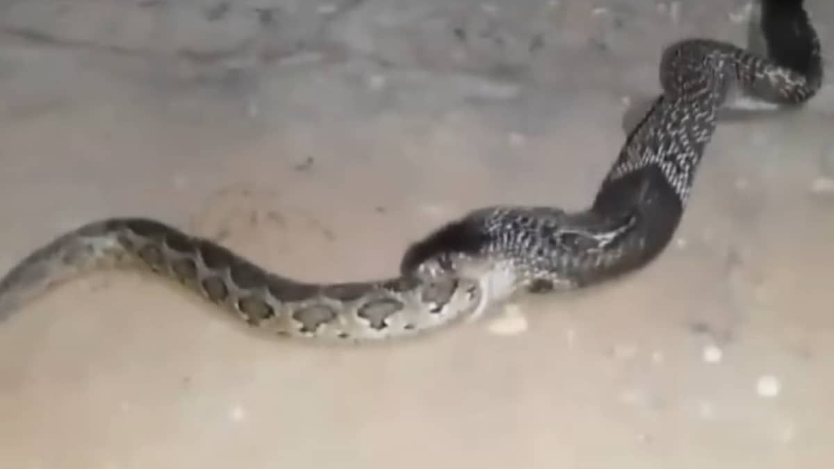 Maior cobra venenosa do mundo devora píton; assista vídeo impressionante