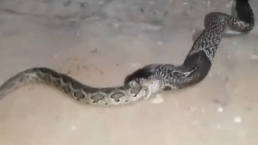 Cobra venenosa foi gravada engolindo píton