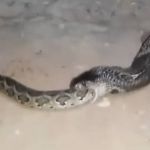 Maior cobra venenosa do mundo devora píton; assista vídeo impressionante