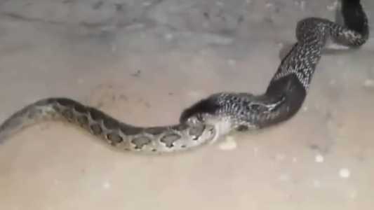 Cobra venenosa foi gravada engolindo píton