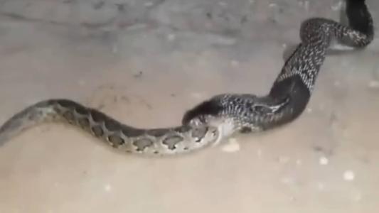 Cobra venenosa foi gravada engolindo píton