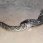 Maior cobra venenosa do mundo devora píton; assista vídeo impressionante