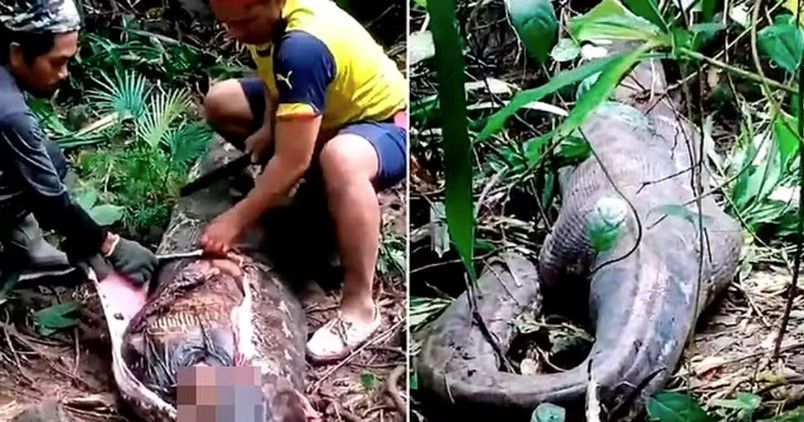 Mulher engolida por cobra gigante morreu em segundos e começou a ser devorada pela cabeça