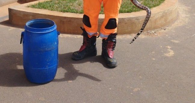 Animal silvestre de 1,5 metro é encontrado em condomínio de Minas