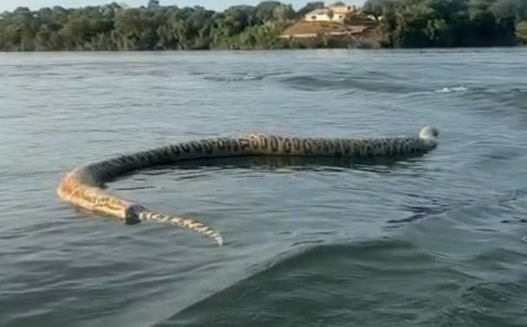 Vídeo: empresário flagra cobra gigante em lago que 'esconde muito bicho'