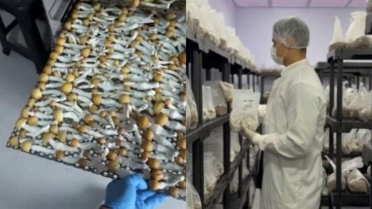 Cogumelos mágicos apreendidos pela PCDF