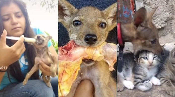 Vídeo: jovem adota filhote achando ser cachorro e descobre que é animal selvagem