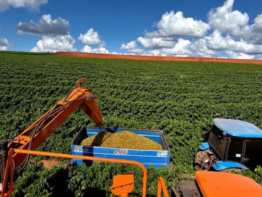 Cedro Participações - Café Cedro Agronegócio - Publieditorial