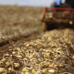 Emater-MG investe no cultivo de uma das hortaliças mais amadas do Brasil; saiba qual