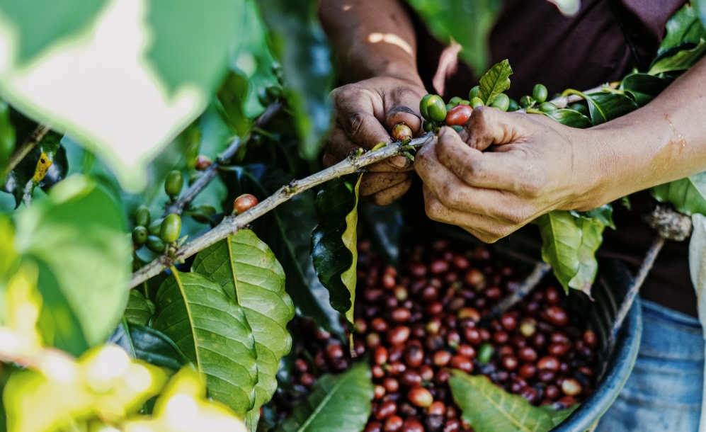 Café: má qualidade dos primeiros grãos preocupa produtores; entenda