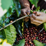 Café: má qualidade dos primeiros grãos preocupa produtores; entenda