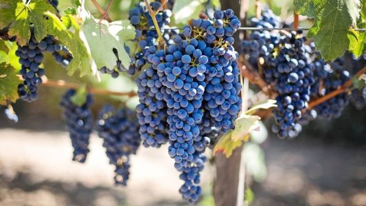 "Colhemos a uva para produção de vinho no inverno, com baixas temperaturas durante a noite e altas temperaturas durante o dia.", disse Deny.