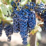 Produção de uvas e vinhos chama a atenção de técnicos da Emater do Rio de Janeiro 