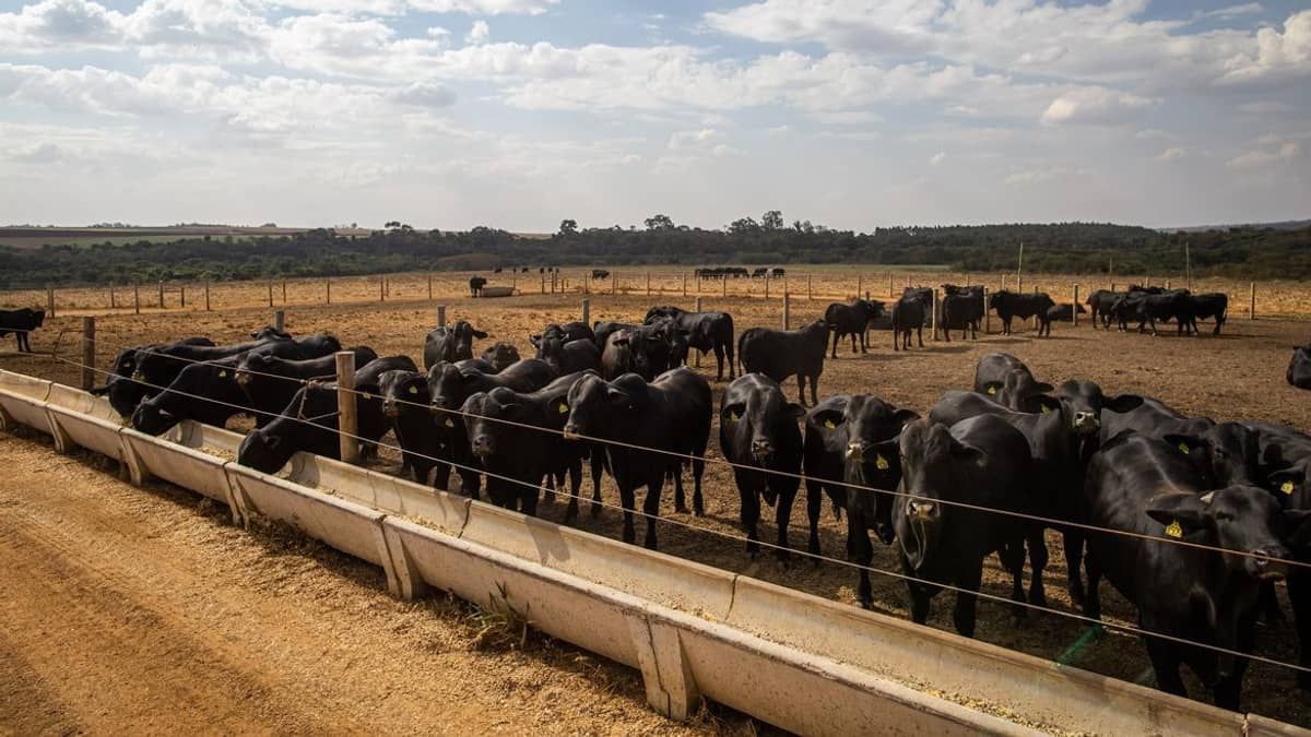 IBGE revela que pecuária brasileira colecionou recordes em 2022 