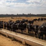 IBGE revela que pecuária brasileira colecionou recordes em 2022 