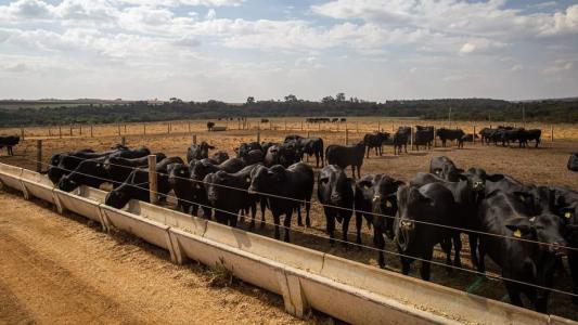 Com 77,2 milhões de animais, o Centro-Oeste é a principal região produtora de gado.