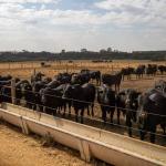 IBGE revela que pecuária brasileira colecionou recordes em 2022