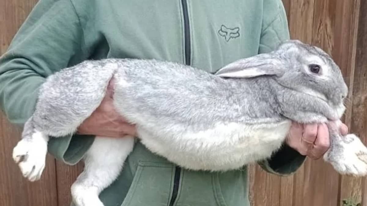 Coelha gigante com mais de 9kg fica entre as mais pesadas do Brasil