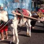Vereadores aprovam redução do prazo para proibir carroceiros em BH