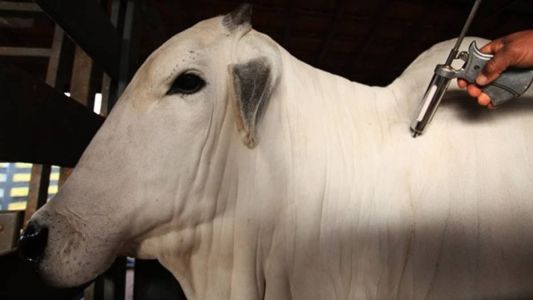 Com a vacinação, Secretaria aponta uma economia de aproximadamente R$ 700 milhões por ano, para a pecuária mineira