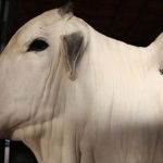 Minas vacina quase 100% de seus rebanhos contra febre aftosa